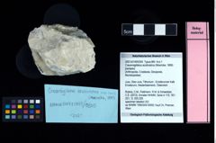 NHMW-GEO-2007z0149-0305_Ol_03.tifCracensigillatus acutirostrus (Moericke, 1889)  (NHMW-GEO-2007z0149-0305)